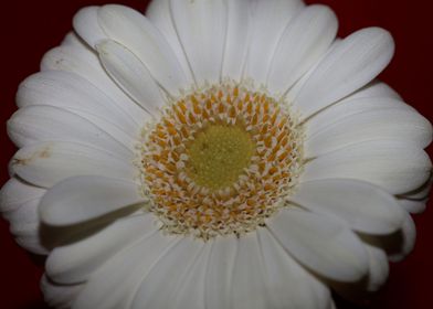 White Gerbera flower macro