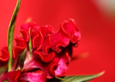 Red Celosia flower blossom