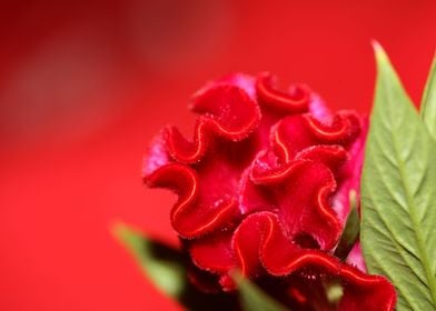 Red Celosia flower blossom