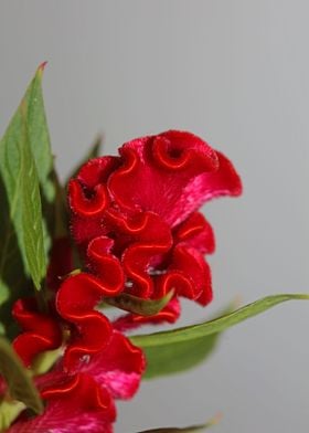 Red flower blossom macro