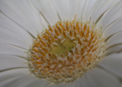 Flower blossoming close up