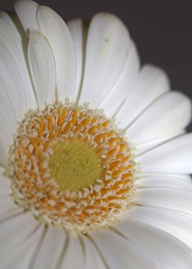 White flower blossom macro