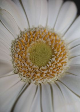 Flower blossoming close up