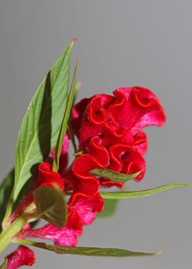 Red Celosia flower blossom