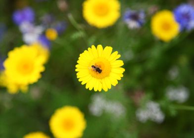 Yellow Followers