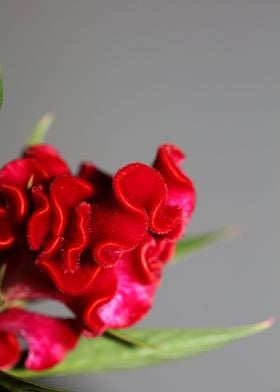 Red Celosia flower blossom