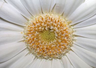 White flower blossom macro