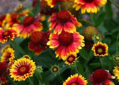 RED AND YELLOW FLOWERS