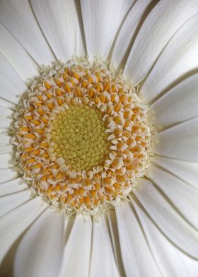 White flower blossom macro