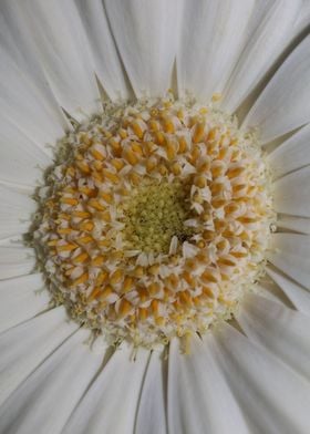 Gerbera jamesonii flower