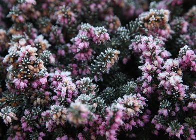 Frozen Flowers