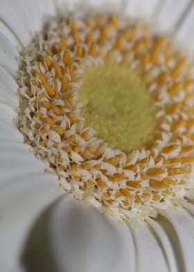 Flower blossoming close up