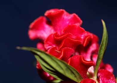 Red Celosia flower blossom