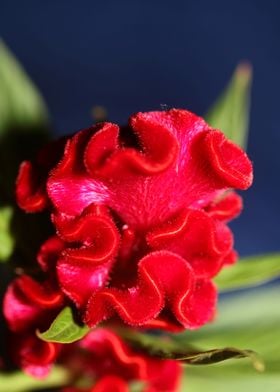 Red Celosia flower blossom