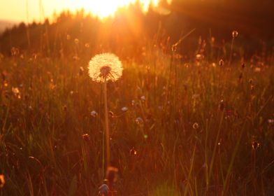 Sunset Flowers