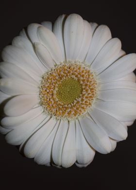 Flower blossoming close up