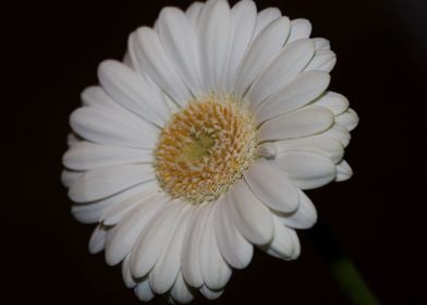 Flower blossoming close up