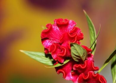 Red Celosia flower blossom