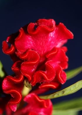 Red Celosia flower blossom