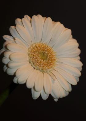 Flower blossoming close up