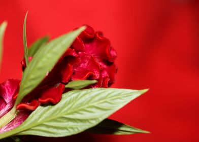 Red Celosia flower blossom