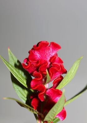 Red Celosia flower blossom