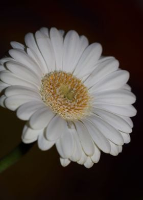 Flower blossoming close up