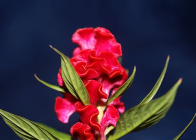 Red flower blossom macro