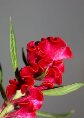 Red Celosia flower blossom