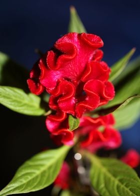 Red Celosia flower blossom