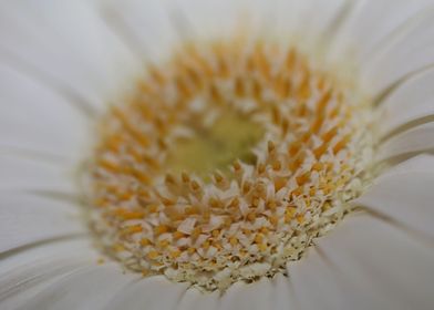 Flower blossoming close up