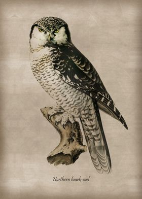 Northern hawk owl