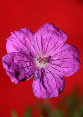 Flower close up blossoming