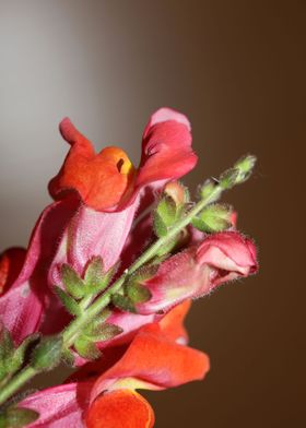 Red flower blossoms macro