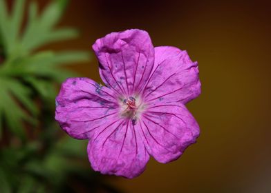 Flower close up blossoming