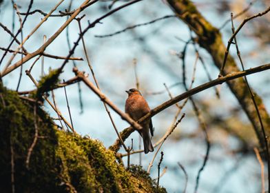 Chaffinch