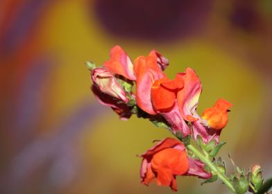 Red flower blossom macro