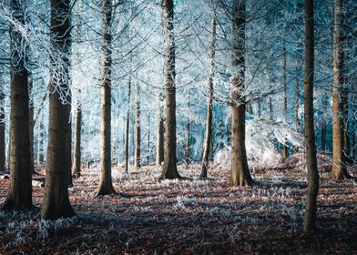 Winter Forest