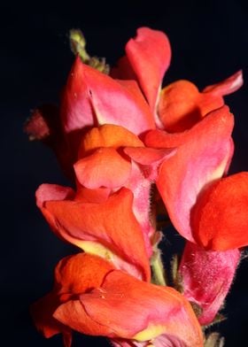 Red flower blossom macro