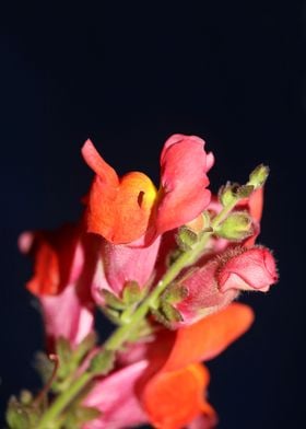 Antirrhinum majus flower