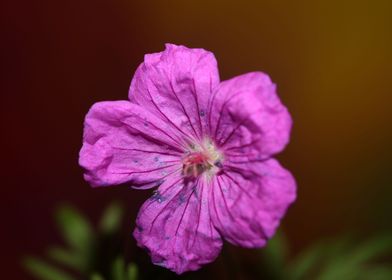 Flower blossoming close up