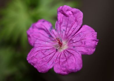 Geranium flower close up