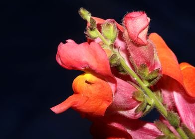 Red flower blossom macro