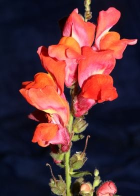 Red flower blossoms macro