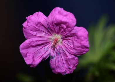 Geranium flower blossoming