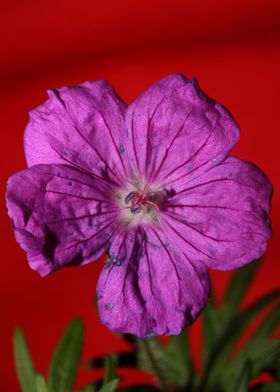 Flower close up blossoming