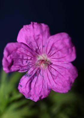 Purple geranium background