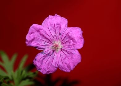 Geranium flower blossoming