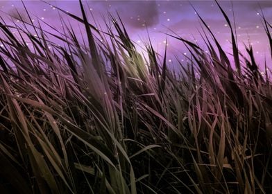 Purple night cattails