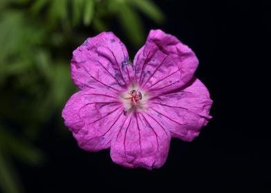 Geranium flower blossoming